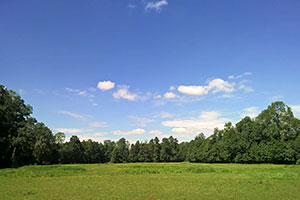 Pferdekoppel im Spreewald