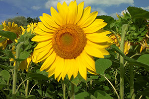 Sonnenblume