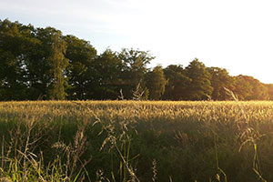 Spreewald-Landschaft