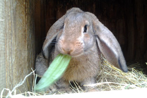 Hasen auf Bauernhof Gummelt