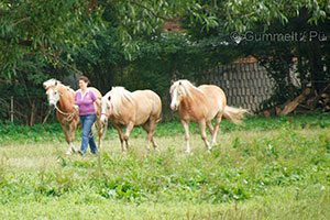 Pferde auf dem Bauernhof