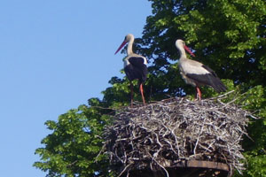 Storchennest